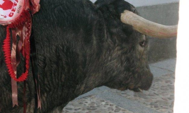 El Ayuntamiento de Moraleja organiza un viaje a la Feria Ibérica del Toro de la localidad pacense de Olivenza