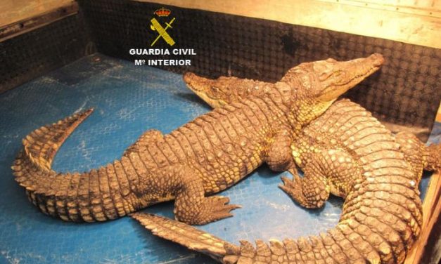 La Guardia Civil interviene dos cocodrilos del Nilo y varios reptiles en un circo en Fresnedoso de Ibor