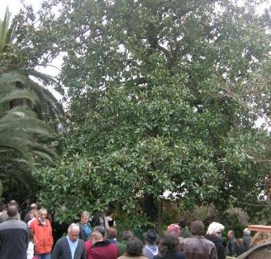 Villanueva de la Sierra acogerá el 8 de marzo el primer congreso de Arboricultura