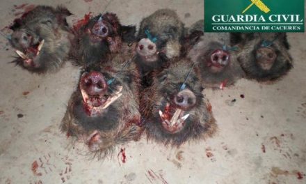 La Guardia Civil interviene siete cabezas de jabalíes en una batida ilegal en el Parque Natural del Tajo