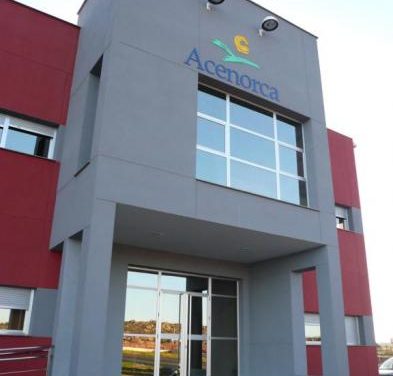La cooperativa Acenorca exporta el 65% de su producción de aceitunas a una veintena de países