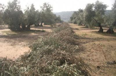 La Consejería de Desarrollo Rural forma a los agricultores en el cultivo del olivar en cuatro cursos