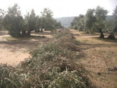 La Consejería de Desarrollo Rural forma a los agricultores en el cultivo del olivar en cuatro cursos
