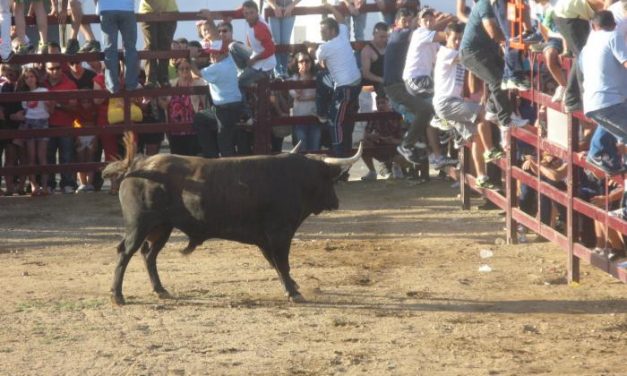 Las fiestas de San Juan Obrero de Rincón del Obispo se saldan con dos heridos por asta de toro