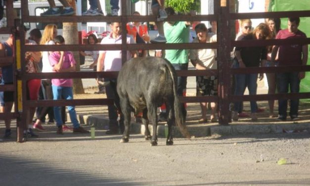 Un joven resulta herido por asta de toro en los festejos taurinos de Puebla de Argeme
