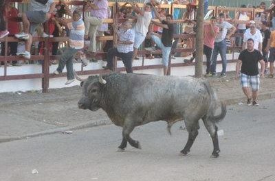 Los festejos taurinos de Puebla de Argeme concluyen con dos heridos por asta de toro