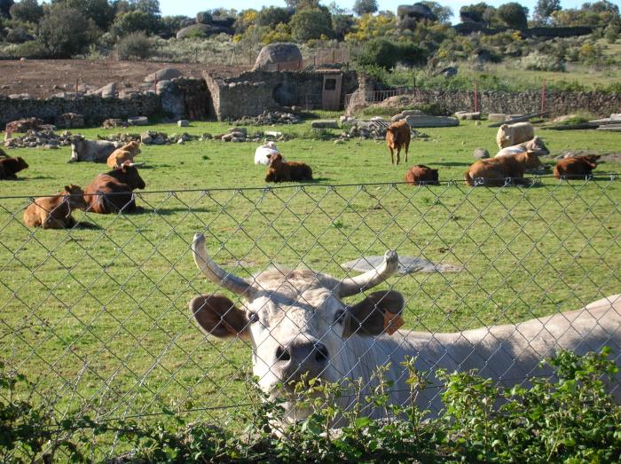 La Consejería de Agricultura y Desarrollo Rural paga el 80% de las ayudas de las vacas nodrizas