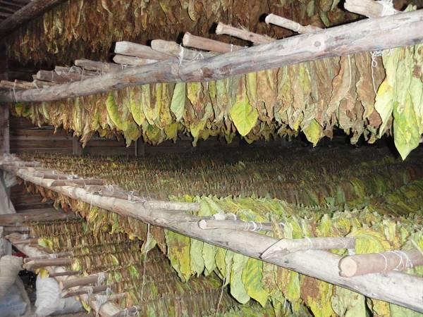 Agricultura abona casi 4,8 millones de euros a 1.558 agricultores por las ayudas a la calidad del tabaco