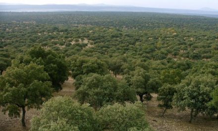 «El Bosque» de Valencia de Alcántara contará con 30 hectáreas en la zona del Carrascal