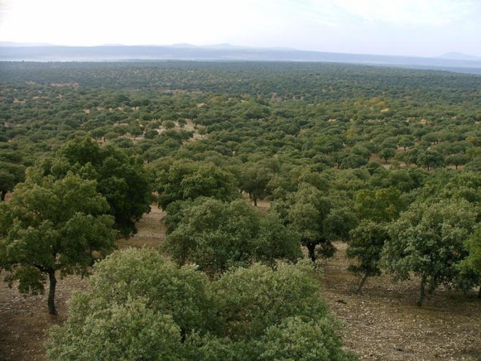 «El Bosque» de Valencia de Alcántara contará con 30 hectáreas en la zona del Carrascal