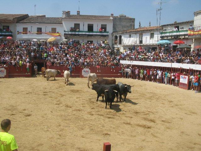 Moraleja celebra una reunión este viernes para organizar el traslado de los bueyes en San Buenaventura