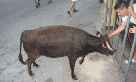 Las fiestas de San Buenaventura de Moraleja arrancan con tres heridos durante los festejos taurinos