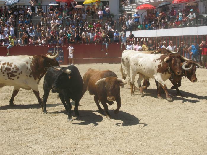 Los toros de Carmen Valiente realizan el encierro matinal más largo de las fiestas de San Buenaventura