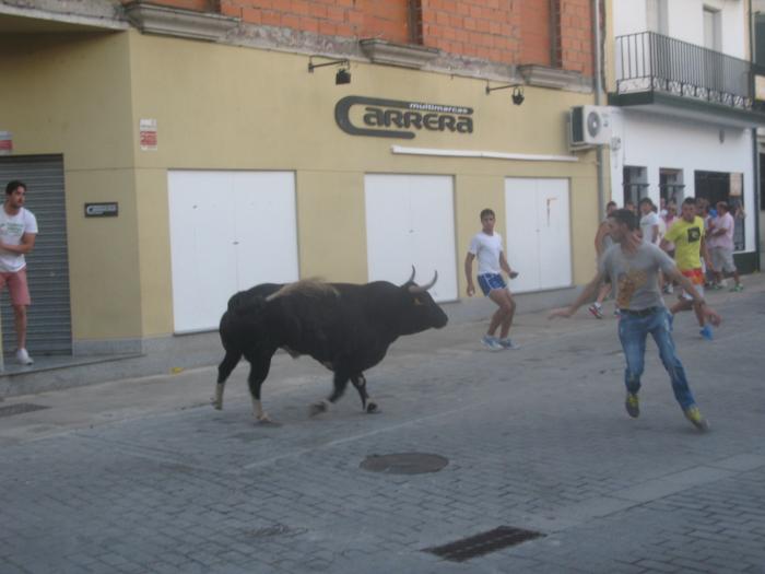 Los últimos festejos taurinos de San Buenaventura de Moraleja concluyen sin heridos ni incidentes