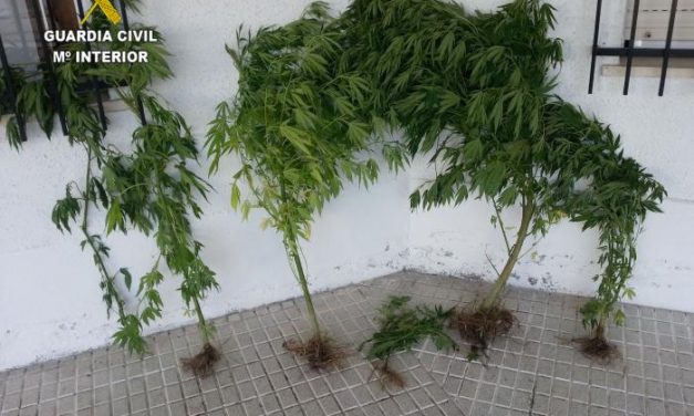 La Guardia Civil desmantela plantaciones de marihuana y detiene a cuatro personas en Valencia de Alcántara
