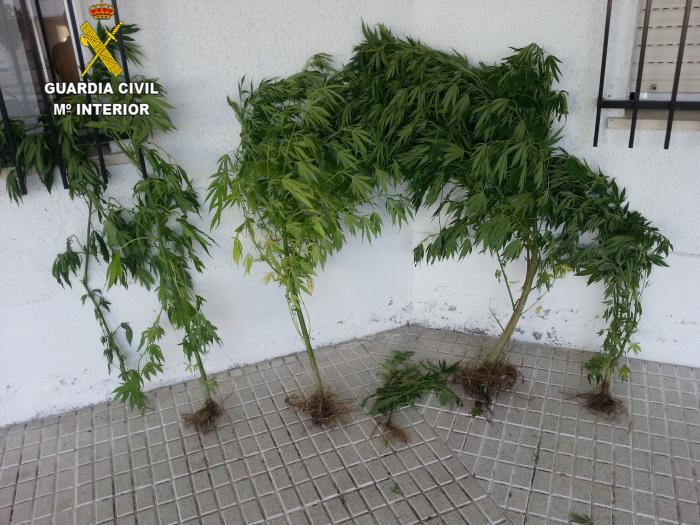 La Guardia Civil desmantela plantaciones de marihuana y detiene a cuatro personas en Valencia de Alcántara