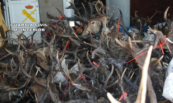 La Guardia Civil recupera 1500 kilos de astas de ciervo y gamo que eran vendidas ilegalmente