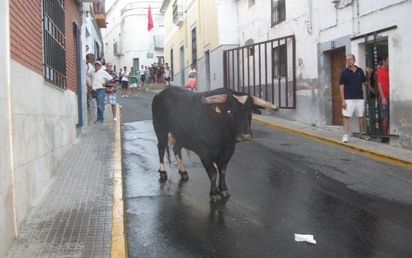 Los festejos taurinos de Torrejoncillo se saldan con un herido en el primer encierro nocturno