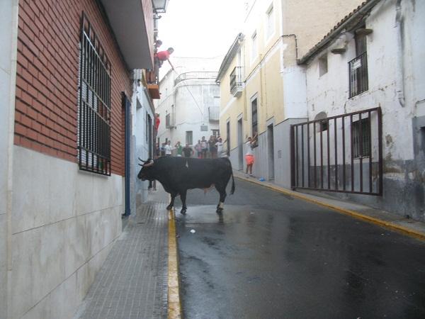 Los festejos taurinos de Torrejoncillo se saldan con un herido en el primer encierro nocturno