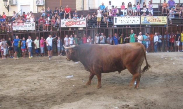 Las reses de Alcurrucén congregan numeroso público durante los festejos de Torrejoncillo