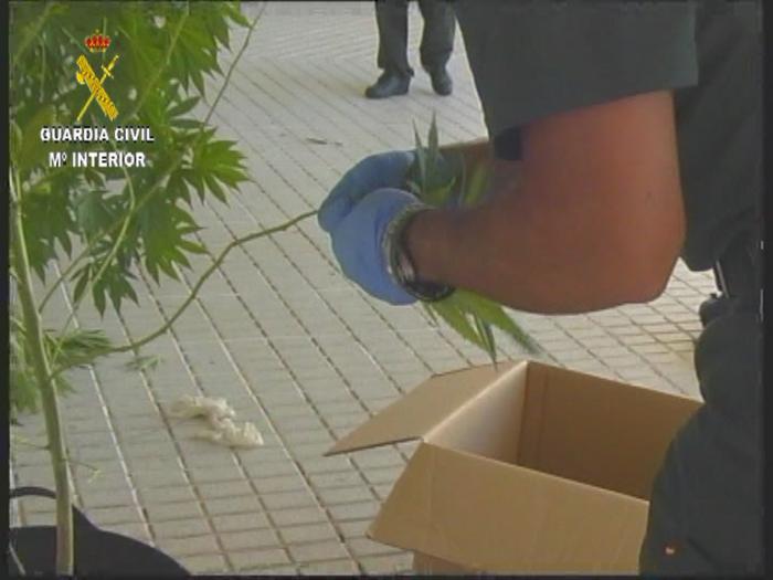 La Guardia Civil de Valencia de Alcántara detiene a dos personas por un delito de cultivo de drogas