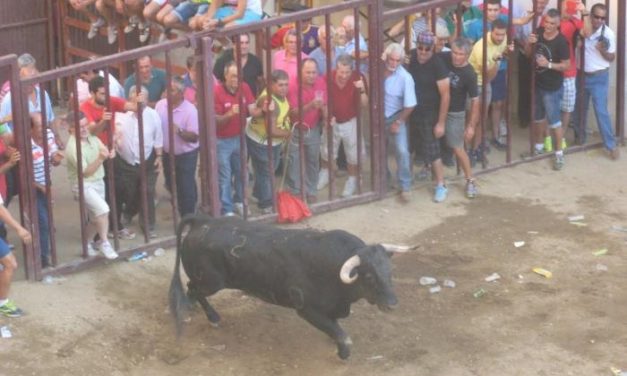 Torrejoncillo pone fin a sus festejos taurinos con gran afluencia de público y ausencia de incidentes