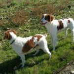 Diputación y diez ayuntamientos de la provincia colaboran para recoger perros abandonados o vagabundos