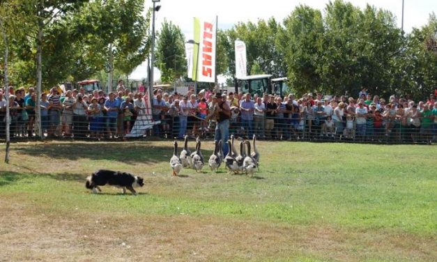 La exhibición de perros pastor y la elaboración de queso congregan numeroso público en la Feria Rayana