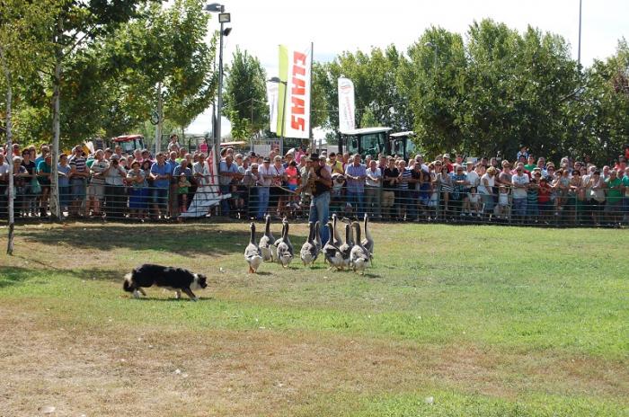 La exhibición de perros pastor y la elaboración de queso congregan numeroso público en la Feria Rayana