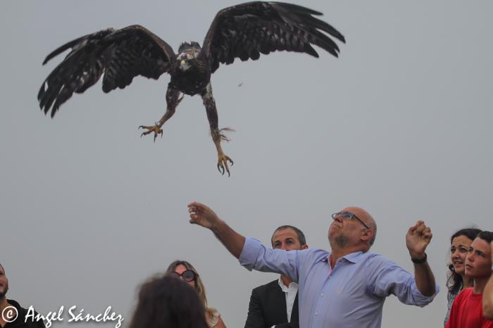 Echávarri participa en la suelta de un águila real y destaca el récord de esta especie con 115 parejas