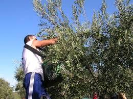 Los olivareros del norte de Cáceres se manifestarán el jueves para exigir mejores precios para la aceituna
