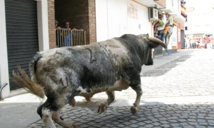 Calzadilla celebra las fiestas de Los Cristos con festejos taurinos y degustación popular de carne de toro