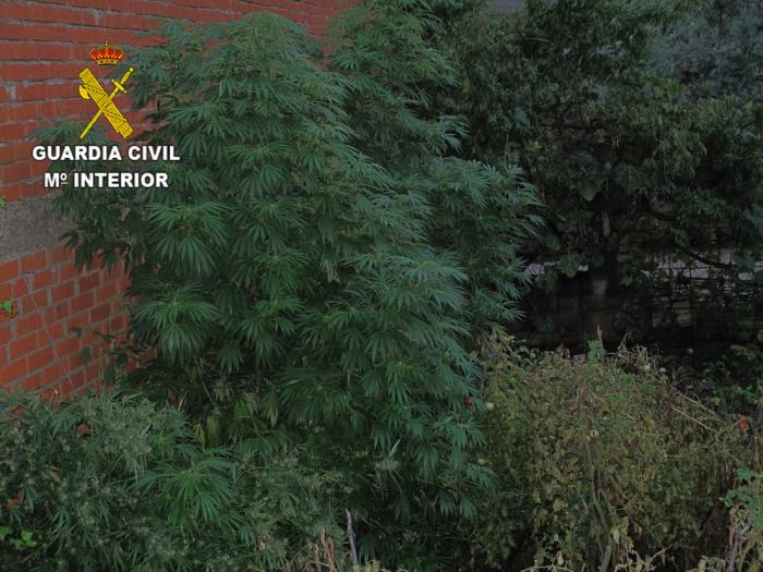 La Guardia Civil aprehende más de tres kilos de marihuana y detiene a tres personas en Las Hurdes