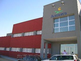 Acenorca exporta el 80% del producción en una campaña en la que prevé tratar siete millones de aceitunas