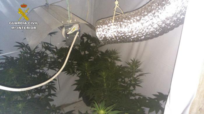 La Guardia Civil desmantela un laboratorio de cultivo intensivo de marihuana en Las Hurdes
