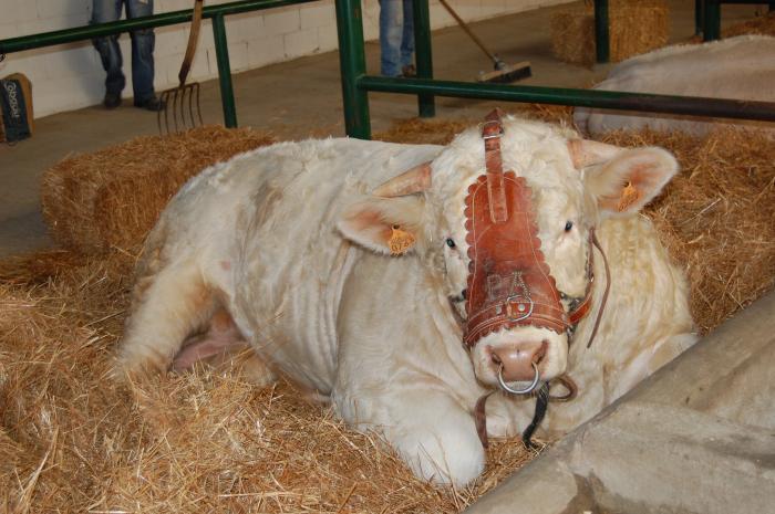 La XXXI Feria Agroganadera de Trujillo subastará 140 cabezas de ganado vacuno en la puja del domingo