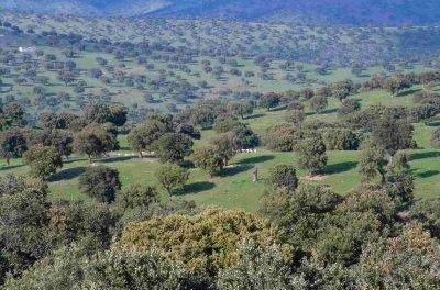 El Gobierno aprueba la declaración de Parque Periurbano de la dehesa de Montehermoso
