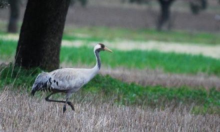 Extremadura viaja a Holanda para continuar con su promoción como destino ornitológico destacado