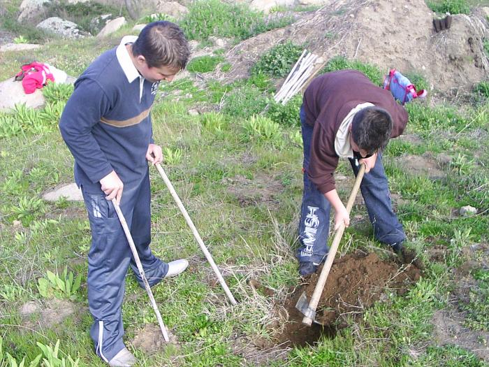 La dehesa de Montehermoso acogió la primera actividad de reforestación de «Primavera en la dehesa»