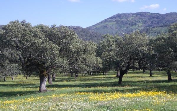 El Ayuntamiento de Valencia de Alcántara subastará 70 encimas secas el próximo martes