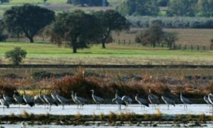 Moraleja anima a los hosteleros locales a aprovechar el recurso ornitológico de la zona