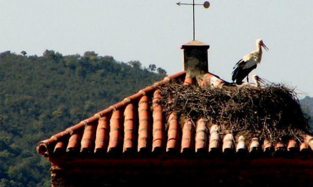 Carrilho apuesta por aunar el turismo ornitológico con otros recursos para atraer visitantes a Valencia