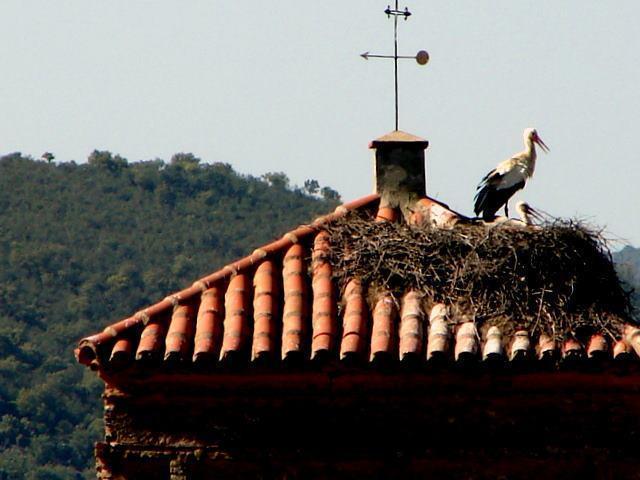 Carrilho apuesta por aunar el turismo ornitológico con otros recursos para atraer visitantes a Valencia