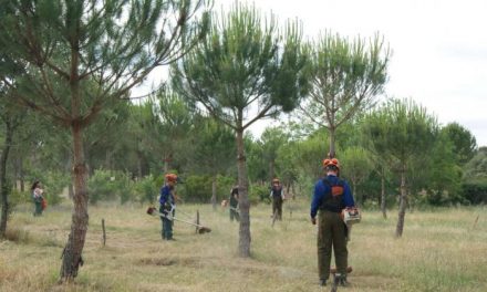 El Centro de Formación de Moraleja instruirá a profesionales en jardinería, desbroce forestal y soldadura