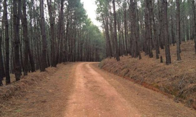 Cerca de 78.000 hectáreas de montes de utilidad pública han sido ordenadas en Extremadura desde 2011