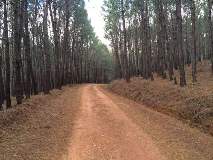 Cerca de 78.000 hectáreas de montes de utilidad pública han sido ordenadas en Extremadura desde 2011
