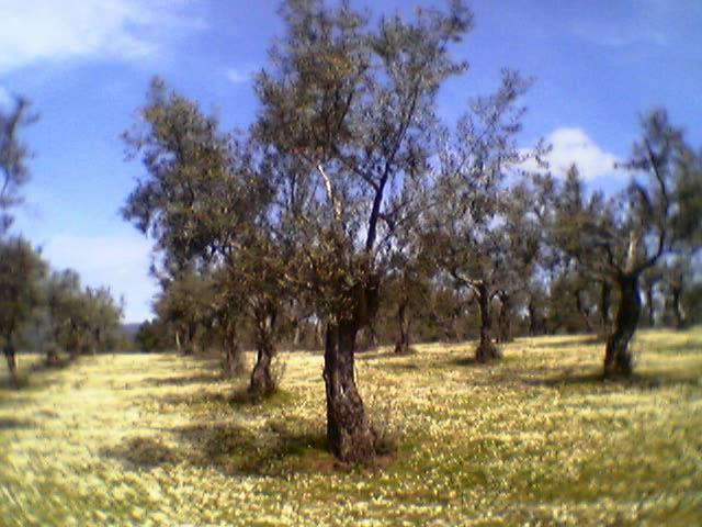 Agricultura abona a 572 perceptores cerca de 2 millones de euros de la ayuda agroambiental al olivar