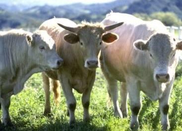 El Ministerio de Agricultura detecta un caso del mal de las vacas locas en una explotación en Portaje