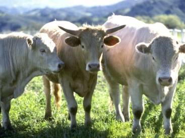 El Ministerio de Agricultura detecta un caso del mal de las vacas locas en una explotación en Portaje