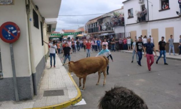 Los festejos taurinos del Primero de Mayo en Moraleja concluyen sin heridos